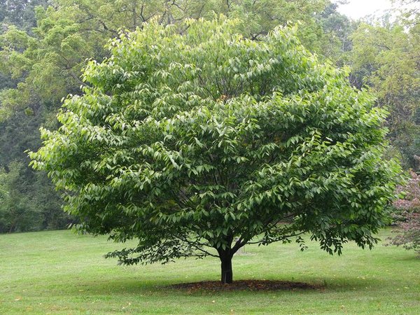 American Hornbeam